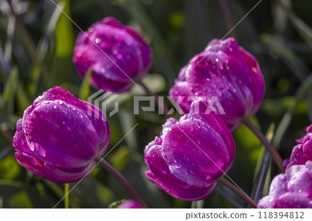Macro shot of tulip with water drops, Keukenhof flower garden, Lisse, Netherlands Macro shot of tulip with water drops, Keukenhof flower garden, Lisse, Netherlands 118394812