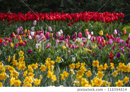 Keukenhof flower garden - largest tulip park in world, Lisse, Netherlands Keukenhof flower garden - largest tulip park in world, Lisse, Netherlands 118394814