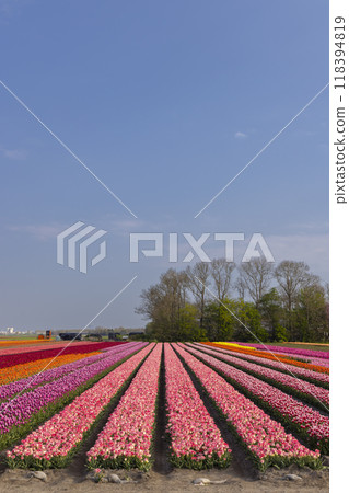 Field of tulips near Lemmer, Friesland, Netherlands Field of tulips near Lemmer, Friesland, Netherlands 118394819