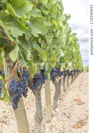 Typical vineyards near Pomerol, Aquitaine, France Typical vineyards near Pomerol, Aquitaine, France 118394835