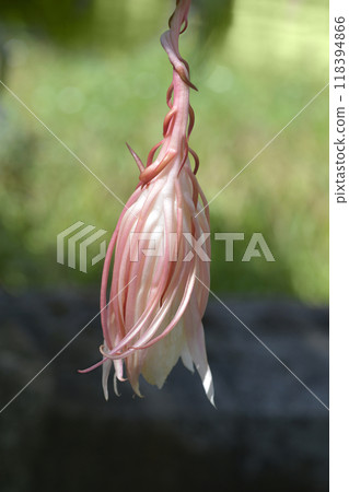 Dutchmans-pipe cactus 118394866