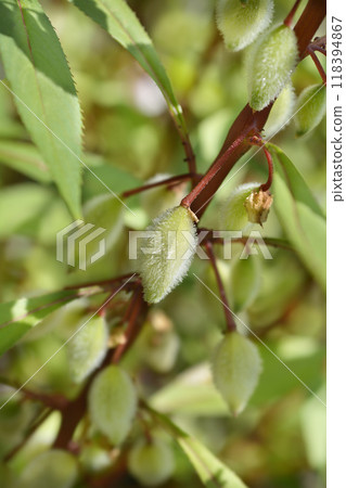 Garden balsam Garden balsam 118394867