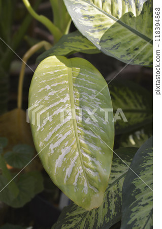 Dumb Cane plant 118394868