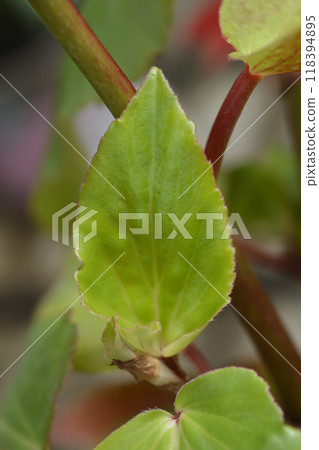 Dragon Wing Red begonia Dragon Wing Red begonia 118394895