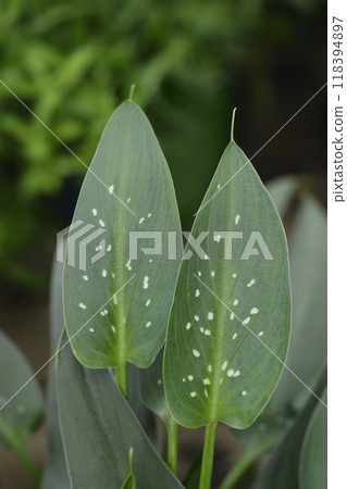 Garden calla lily 118394897