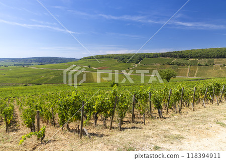 Typical vineyards near Aloxe-Corton, Cote de Nuits, Burgundy, France 118394911