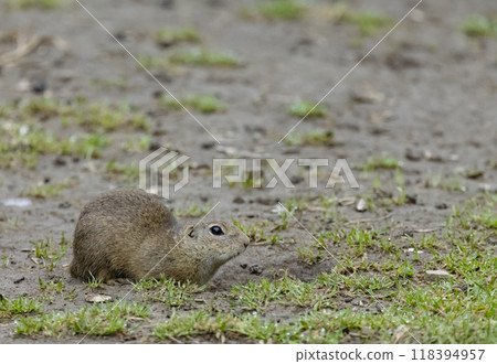 Ground squirrel colony (Syslovisko Biele vody), National park Muranska Planina, Slovakia Ground squirrel colony (Syslovisko Biele vody), National park Muranska Planina, Slovakia 118394957