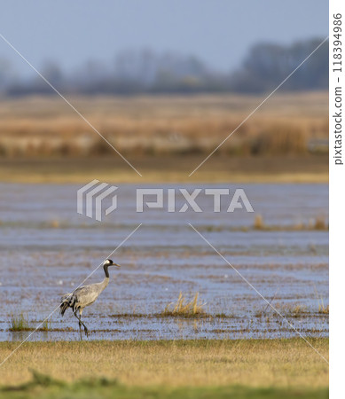 Common Crane, Hortobagy National Park, UNESCO World Heritage Site, Puszta is one of largest meadow and steppe ecosystems in Europe, Hungary Common Crane, Hortobagy National Park, UNESCO World Heritage Site, Puszta is one of largest meadow and steppe ecosystems in Europe, Hungary 118394986
