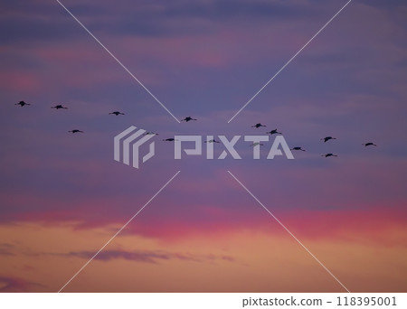Flock of birds, Common Crane, migration in Hortobagy National Park, UNESCO World Heritage Site, Puszta is one of largest meadow and steppe ecosystems in Europe, Hungary 118395001