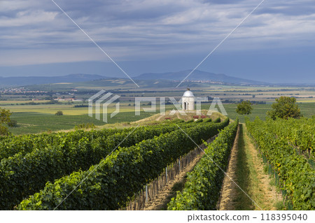 Vineyard near Velke Bilovice, Southern Moravia, Czech Republic 118395040