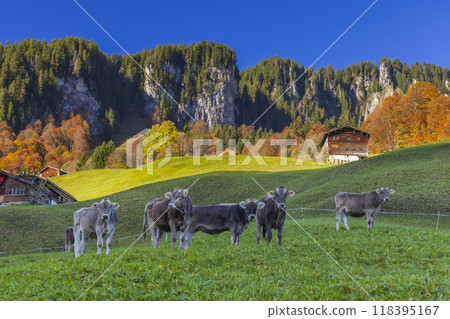 Typical landscape near Damuls, Bregenzer Wald, Bregenz district, Vorarlberg, Austria Typical landscape near Damuls, Bregenzer Wald, Bregenz district, Vorarlberg, Austria 118395167