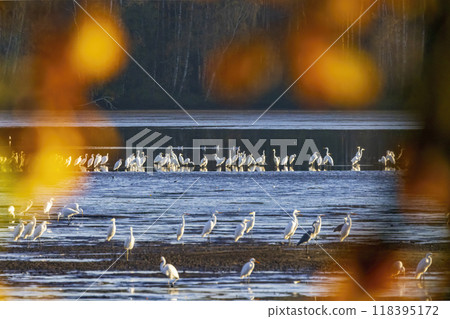 White heron, (Ardea alba, Egretta alba), autumn landscape in Trebonsko region, Southern Bohemia, Czech Republic 118395172