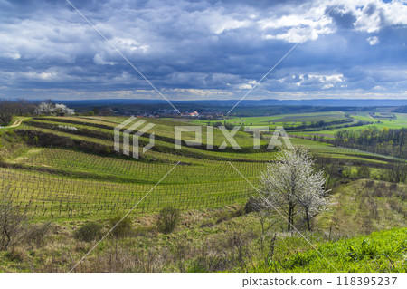 Vineyards near Mailberg, Lower Austria, Austria Vineyards near Mailberg, Lower Austria, Austria 118395237