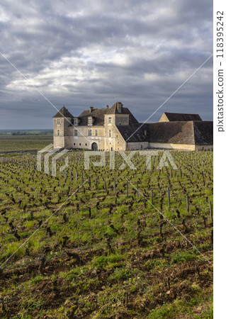Typical vineyards near Clos de Vougeot, Cote de Nuits, Burgundy, France 118395242