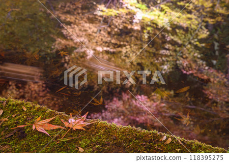 Autumn leaves garden, 30th Garden, Unzen City, Nagasaki Prefecture Autumn leaves garden, 30th Garden, Unzen City, Nagasaki Prefecture 118395275