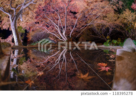 Autumn leaves garden, 30th Garden, Unzen City, Nagasaki Prefecture Autumn leaves garden, 30th Garden, Unzen City, Nagasaki Prefecture 118395278