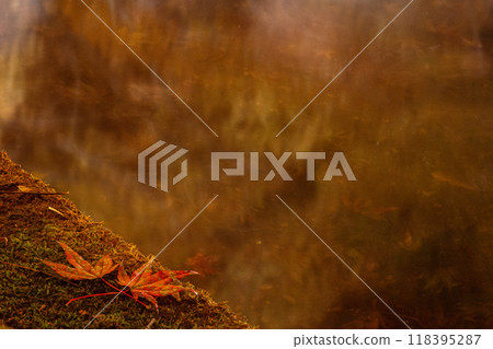 Autumn leaves garden, 30th Garden, Unzen City, Nagasaki Prefecture Autumn leaves garden, 30th Garden, Unzen City, Nagasaki Prefecture 118395287