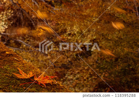 Autumn leaves garden, 30th Garden, Unzen City, Nagasaki Prefecture 118395288