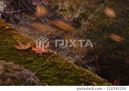 Autumn leaves garden, 30th Garden, Unzen City, Nagasaki Prefecture Autumn leaves garden, 30th Garden, Unzen City, Nagasaki Prefecture 118395289