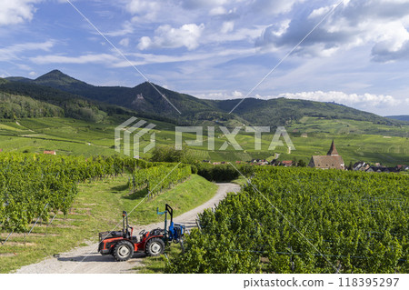 Typical vineyard near Hunawihr near Ribeauville Riquewihr, Haut-Rhin, Region Grand Est, Alsace, France 118395297