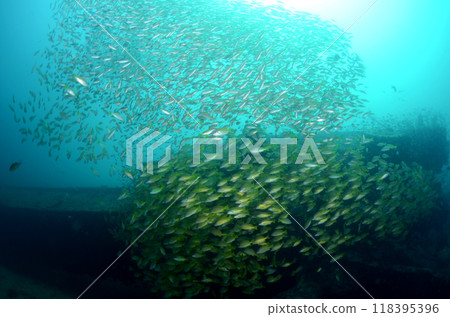 海鯛斯米蘭沉沒和黃鯛魚群1 118395396