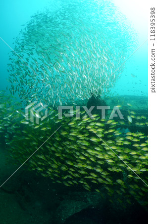 School of striped snappers and Similan sea bass in Thailand.3 118395398