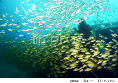 海鯛斯米蘭沉沒和黃鯛魚群.4 118395399
