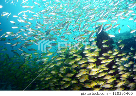 海鯛斯米蘭沉沒和黃鯛魚群.5 118395400