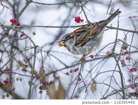 House sparrow (Passer domesticus) in National park Podyji, Southern Moravia, Czech Republic 118395449