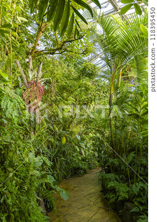 Tropical greenhouse, botanical garden, Prague, Czech Republic 118395450