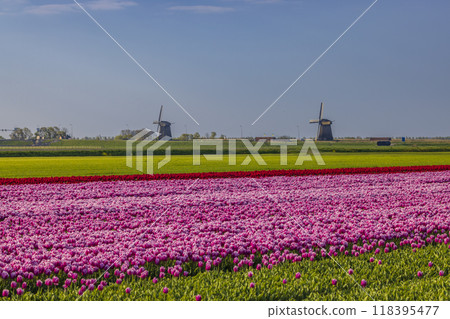 Field of tulips with Ondermolen windmill near Alkmaar, The Netherlands 118395477