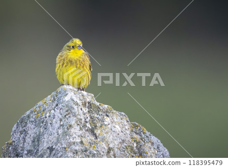 Yellowhammer (Emberiza citrinella) in Low Tatras National Park, Slovakia 118395479