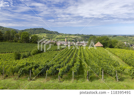 Vineyards with Arbois town, Department Jura, Franche-Comte, France Vineyards with Arbois town, Department Jura, Franche-Comte, France 118395491