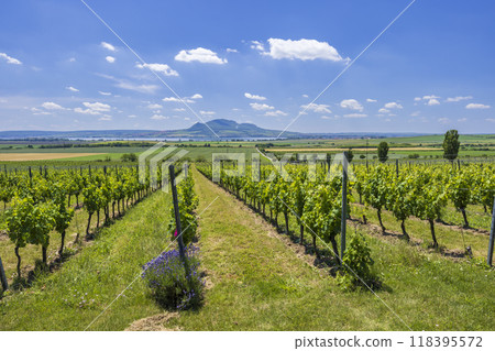Vineyards under Palava near Sonberk, Southern Moravia, Czech Republic 118395572