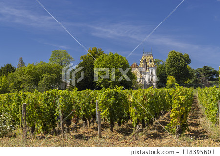 Typical vineyards near Aloxe-Corton, Cote de Nuits, Burgundy, France 118395601