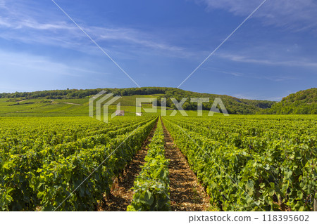 Typical vineyards near Clos de Vougeot, Cote de Nuits, Burgundy, France Typical vineyards near Clos de Vougeot, Cote de Nuits, Burgundy, France 118395602