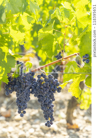 Vineyards with Cabernet Sauvignon near Chateau Dauzac, Margaux, Medoc, Bordeaux, Aquitaine, France Vineyards with Cabernet Sauvignon near Chateau Dauzac, Margaux, Medoc, Bordeaux, Aquitaine, France 118395651