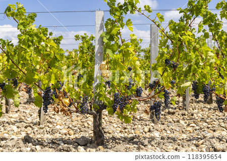 Vineyards near Saint-Julien-Beychevelle, Bordeaux, Aquitaine, France Vineyards near Saint-Julien-Beychevelle, Bordeaux, Aquitaine, France 118395654
