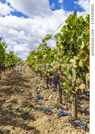 Reduction of ripening grapes to produce highest quality wines in Bordeaux, France Reduction of ripening grapes to produce highest quality wines in Bordeaux, France 118395660