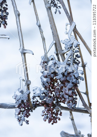 Grapes left for production of ice wine, Southern Moravia, Czech Republic Grapes left for production of ice wine, Southern Moravia, Czech Republic 118395722