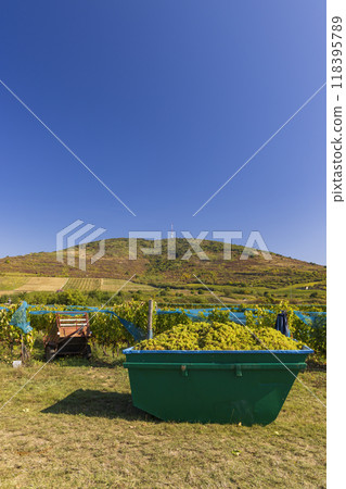 Grape collection at vintage time, Tokaj region, Great Plain and North, Hungary Grape collection at vintage time, Tokaj region, Great Plain and North, Hungary 118395789