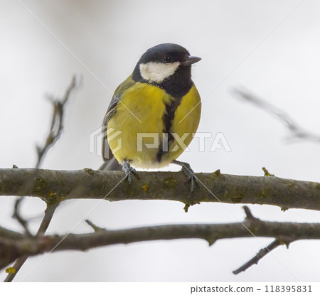 Great tit near National park Podyji, Southern Moravia, Czech Republic 118395831