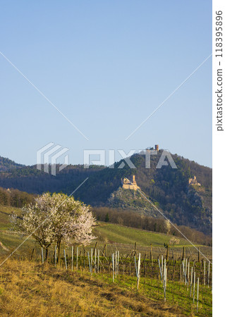 Chateau de Saint-Ulrich ruins, Chateau du Girsberg ruins and Chateau du Haut-Ribeaupierre near Ribeauville, Alsace, France 118395896