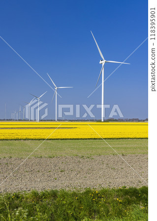 wind turbines with yellow tulip field in Northern Holland, Netherlands 118395901