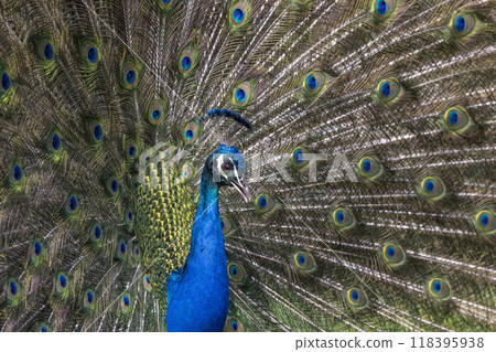 Closeup Image of a peacock dancing with its open feathers Closeup Image of a peacock dancing with its open feathers 118395938