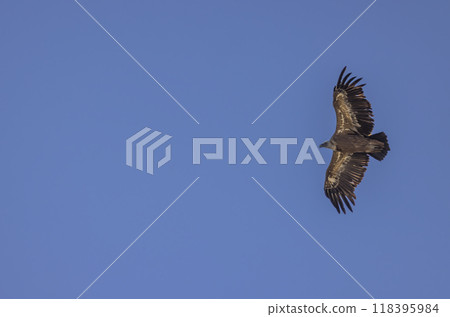 Griffon vulture in Canyon of Verdon River (Verdon Gorge) in Provence, France 118395984