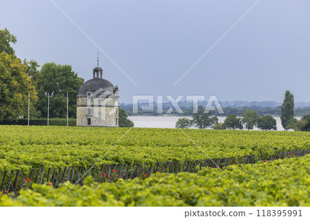 Typical vineyards near Chateau Latour, Bordeaux, Aquitaine, France Typical vineyards near Chateau Latour, Bordeaux, Aquitaine, France 118395991