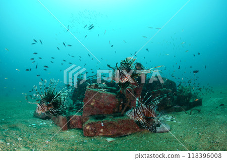 藍色獅子魚泰國 Similan.3 118396008