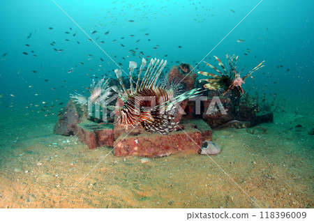 藍色獅子魚泰國 Similan.4 藍色獅子魚泰國 Similan.4 118396009