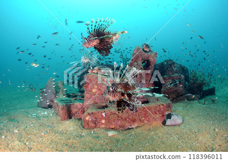 藍色獅子魚泰國 Similan.6 藍色獅子魚泰國 Similan.6 118396011